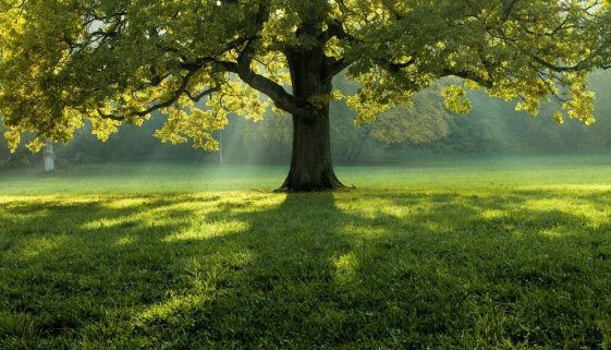 Beautiful tree in the middle of a field covered with grass with the tree line in the background